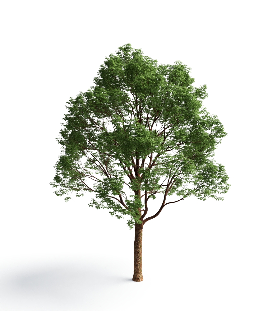 SM FILES - BLOCOS 3D VRAY E SKETCHUP - ACER GRISEUM (1)